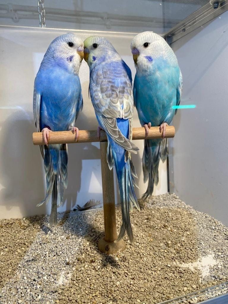 Ручные волнистые попугайчики птенцы 1 месяц для разговора