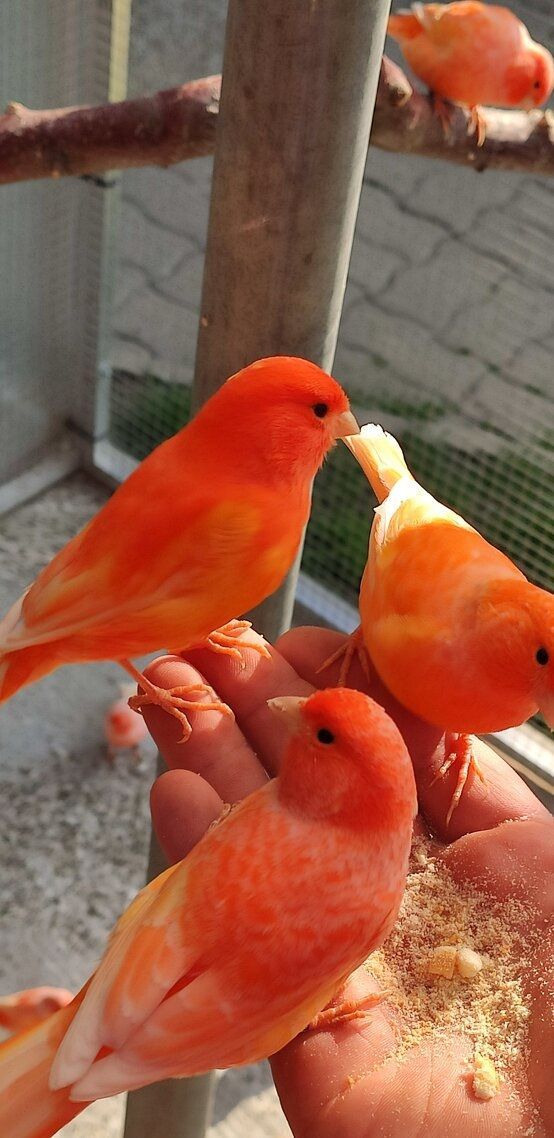 Певчие кенари и канарейки поющие и клетки