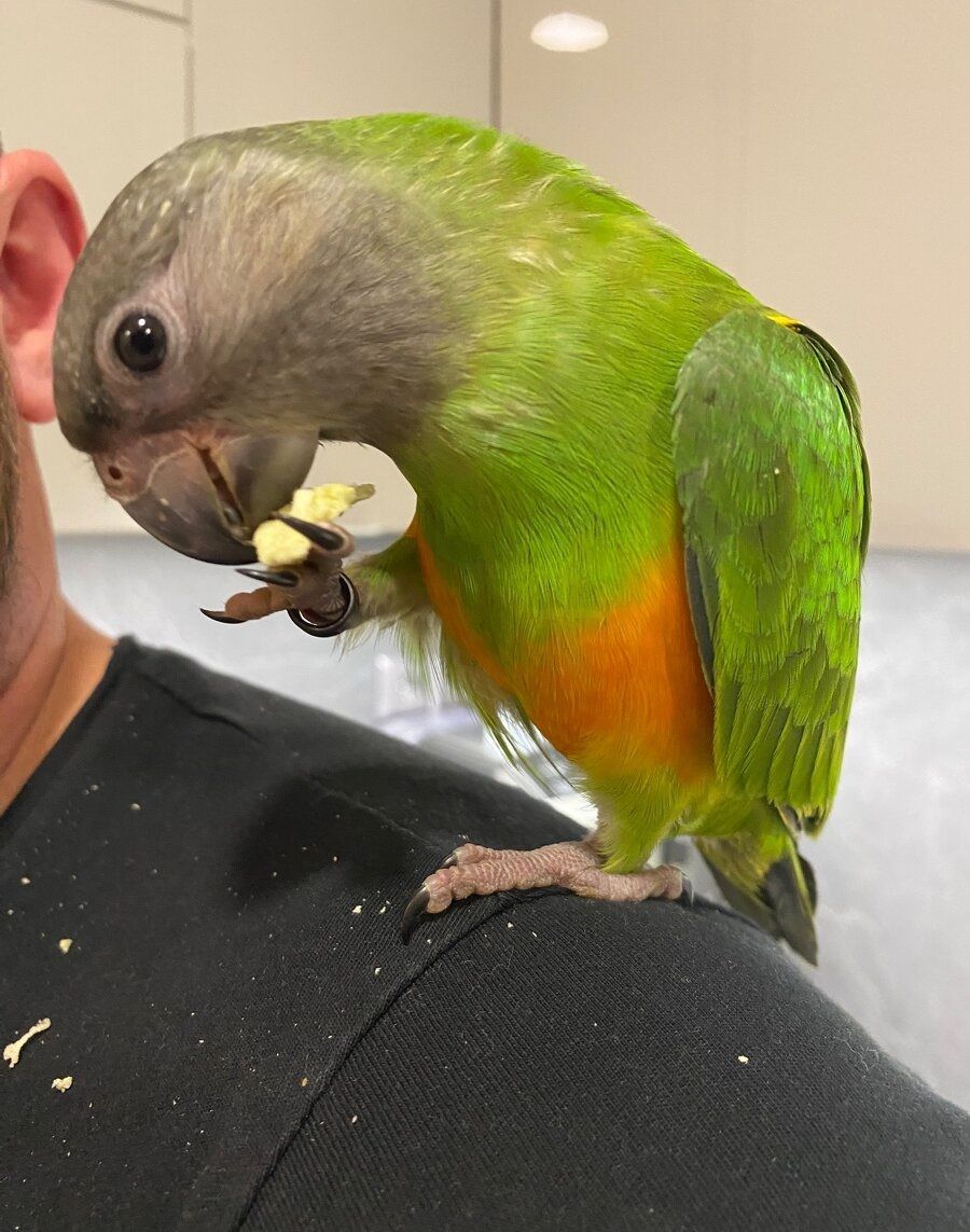 Сенегальские попугайчик, ручной