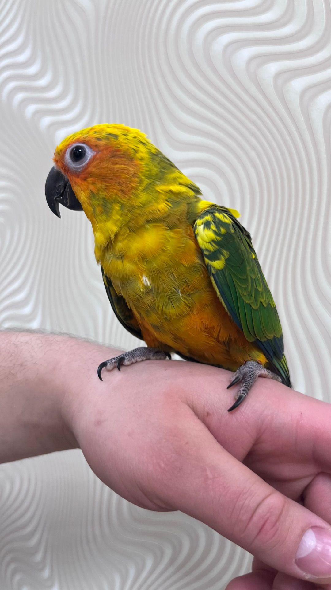 Птенцы выкормыши попугая Аратинга мега ручные