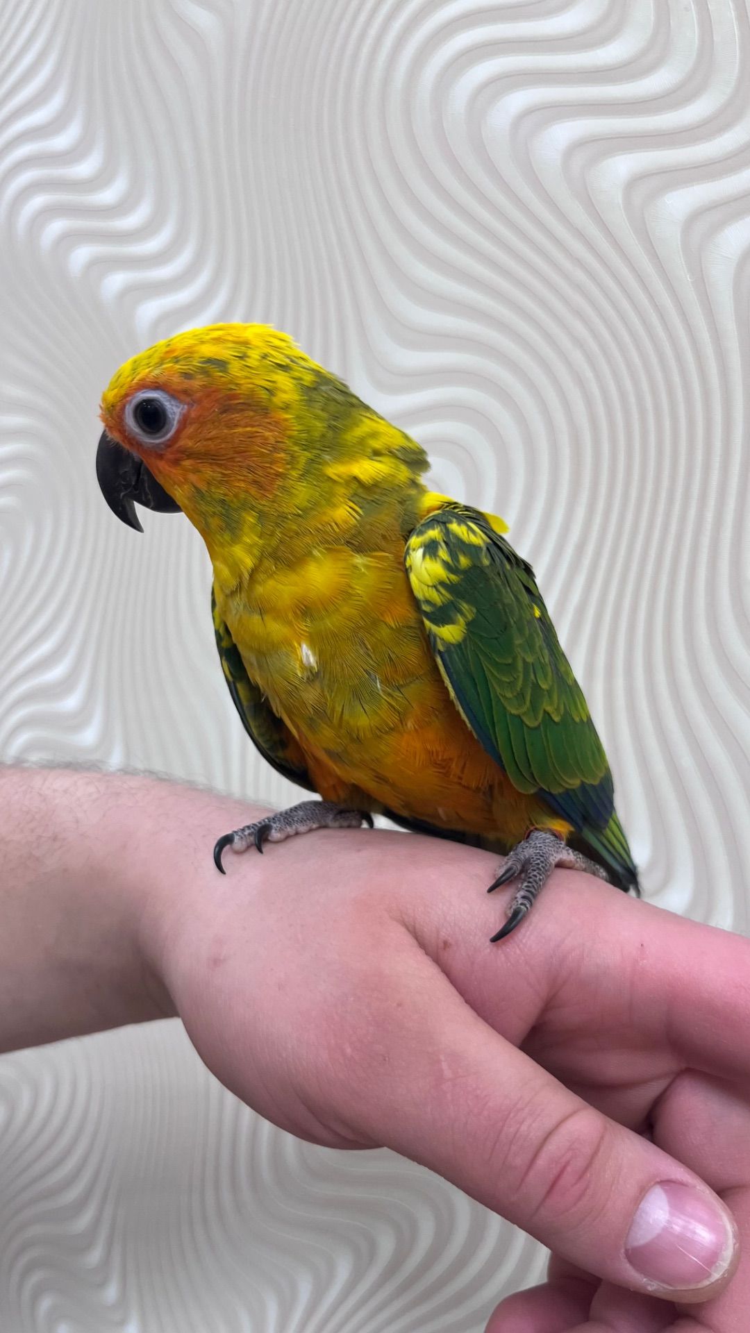 Птенцы выкормыши попугая Аратинга мега ручные