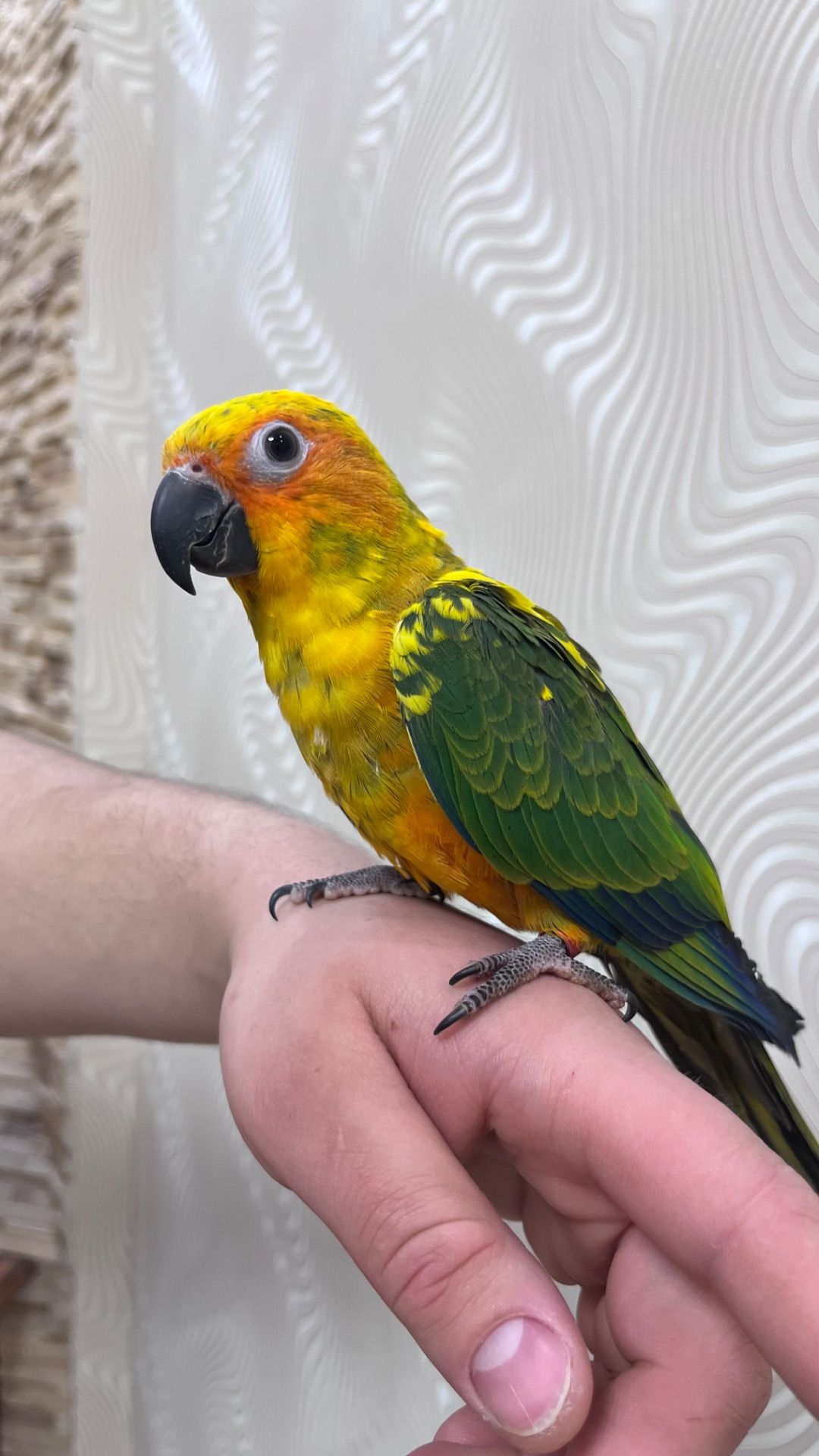 Птенцы выкормыши попугая Аратинга мега ручные