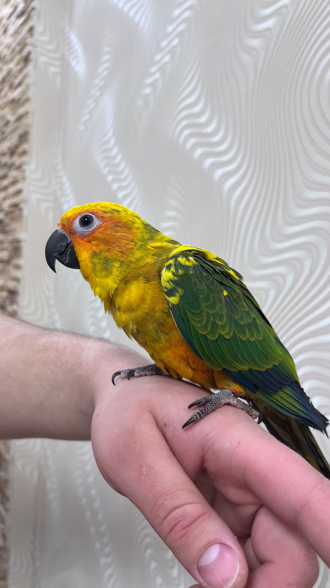 Птенцы выкормыши попугая Аратинга мега ручные