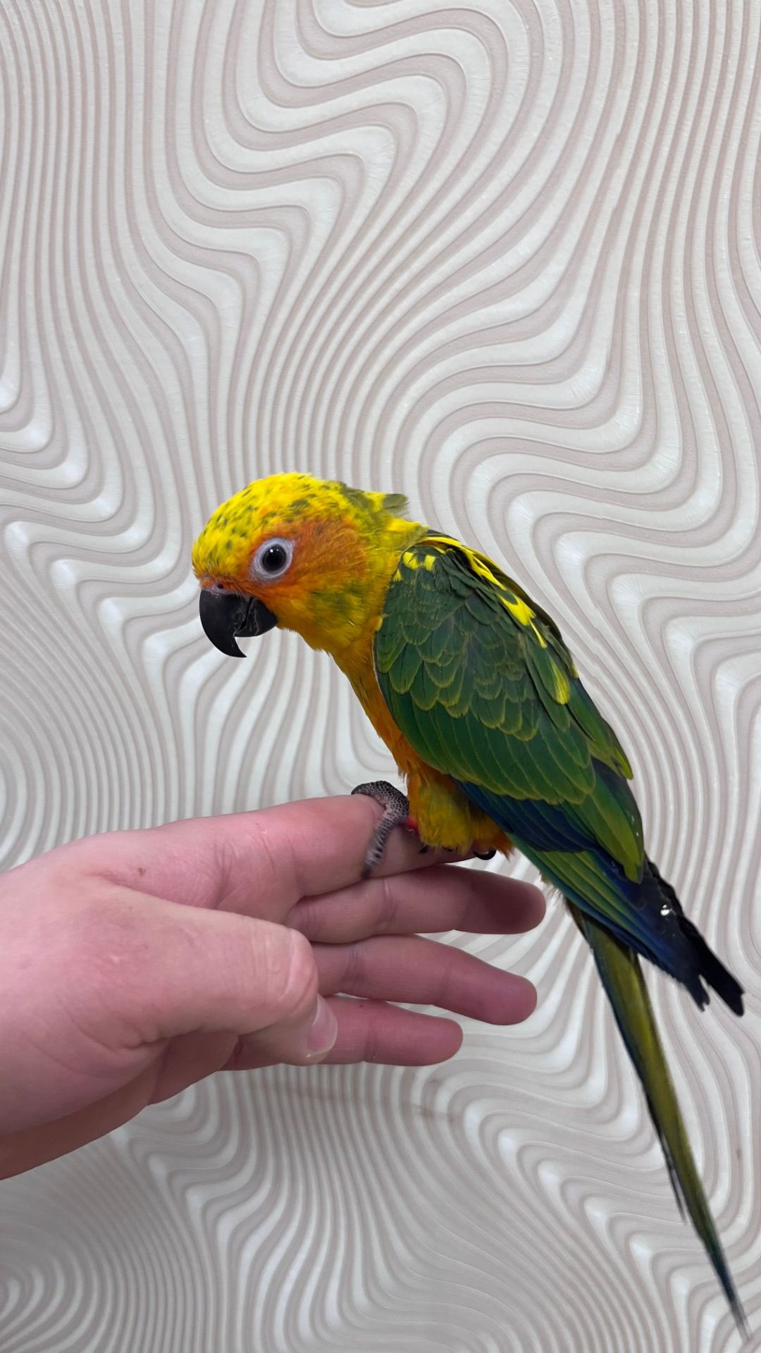 Птенцы выкормыши попугая Аратинга мега ручные