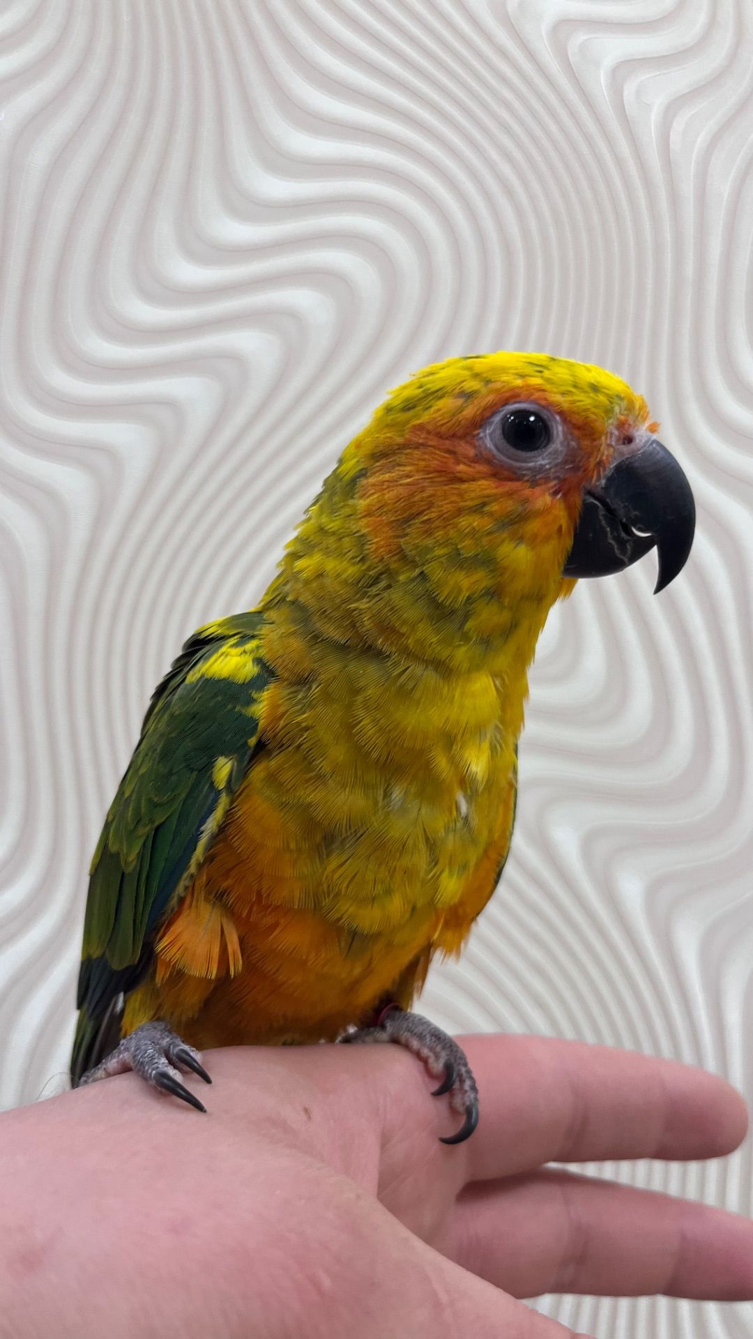 Птенцы выкормыши попугая Аратинга мега ручные