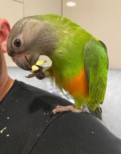 Сенегальские попугайчик, ручной