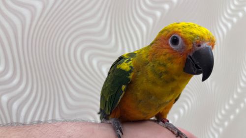 Птенцы выкормыши попугая Аратинга мега ручные