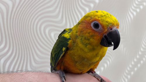 Птенцы выкормыши попугая Аратинга мега ручные