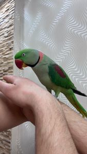 Александрийский ручной мальчик Выкормыш