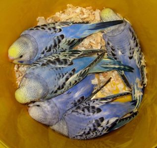 Ручные волнистые попугайчики птенцы 1 месяц для разговора