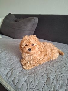 Цуценята мальтіпу