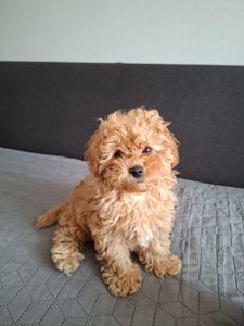 Цуценята мальтіпу