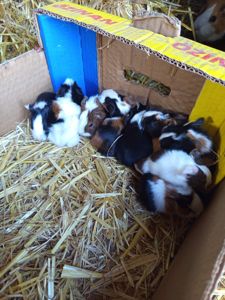 Гладкошерсті та розетки