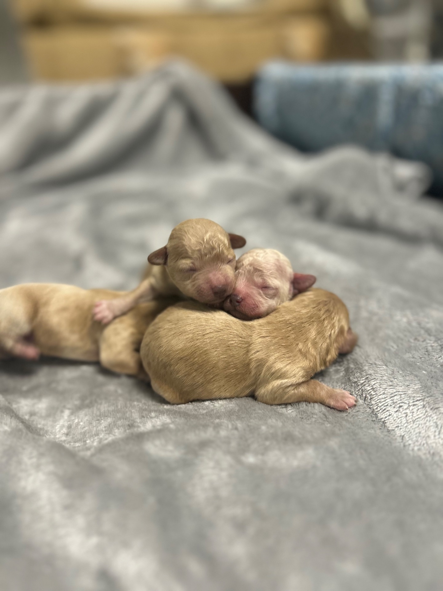 Цуценята мальтіпу на бронь