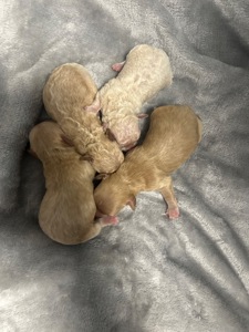 Цуценята мальтіпу на бронь