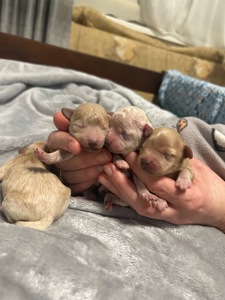 Цуценята мальтіпу на бронь