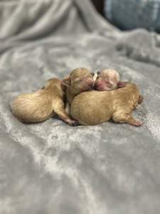 Цуценята мальтіпу на бронь