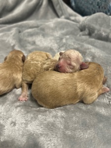 Цуценята мальтіпу на бронь