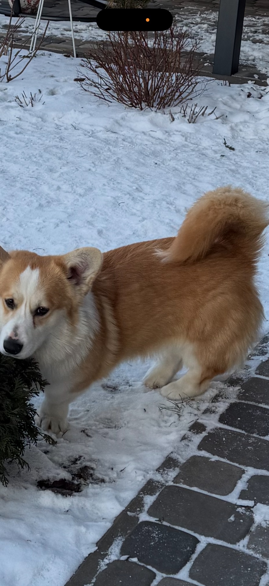 Хлопчик коргі 9м. шукає папу маму