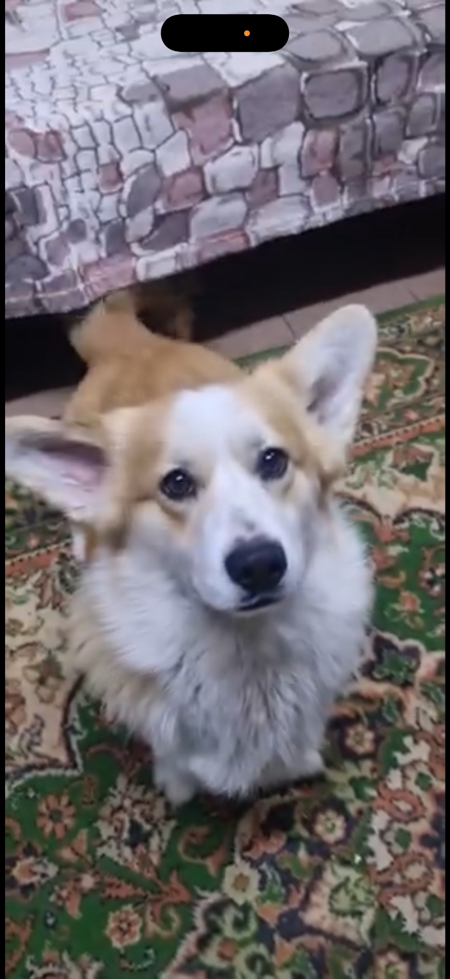 Хлопчик коргі 9м. шукає папу маму