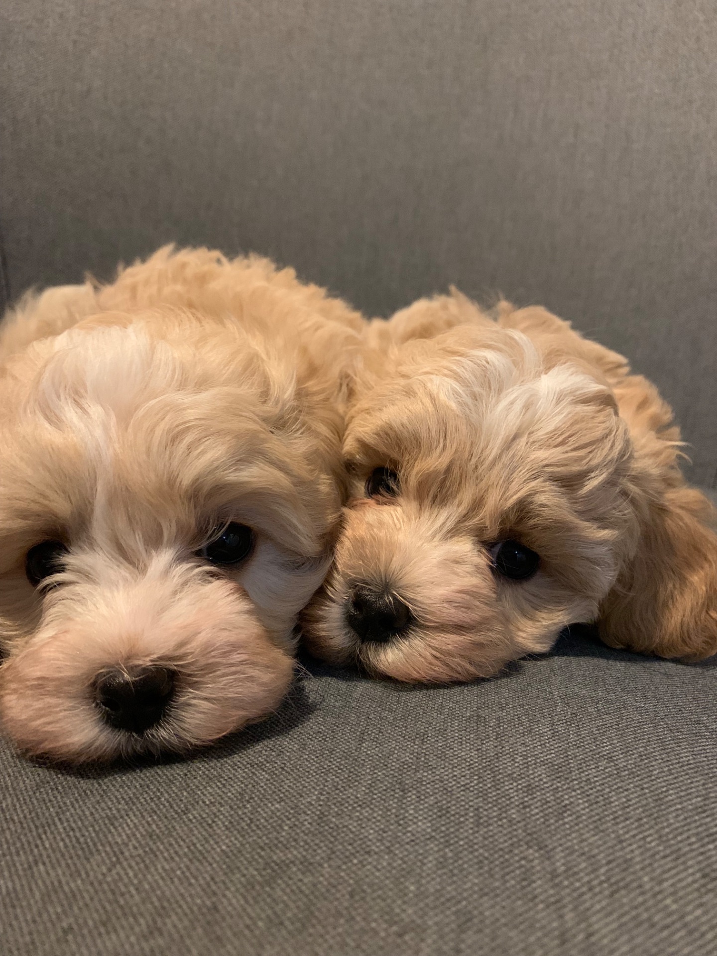 Щенки Мальтипу Ф1