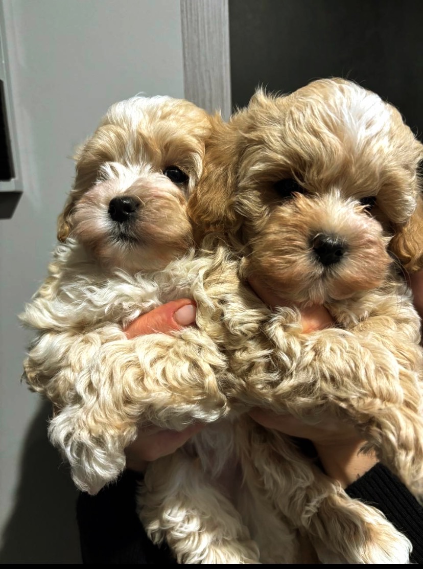 Щенки Мальтипу Ф1