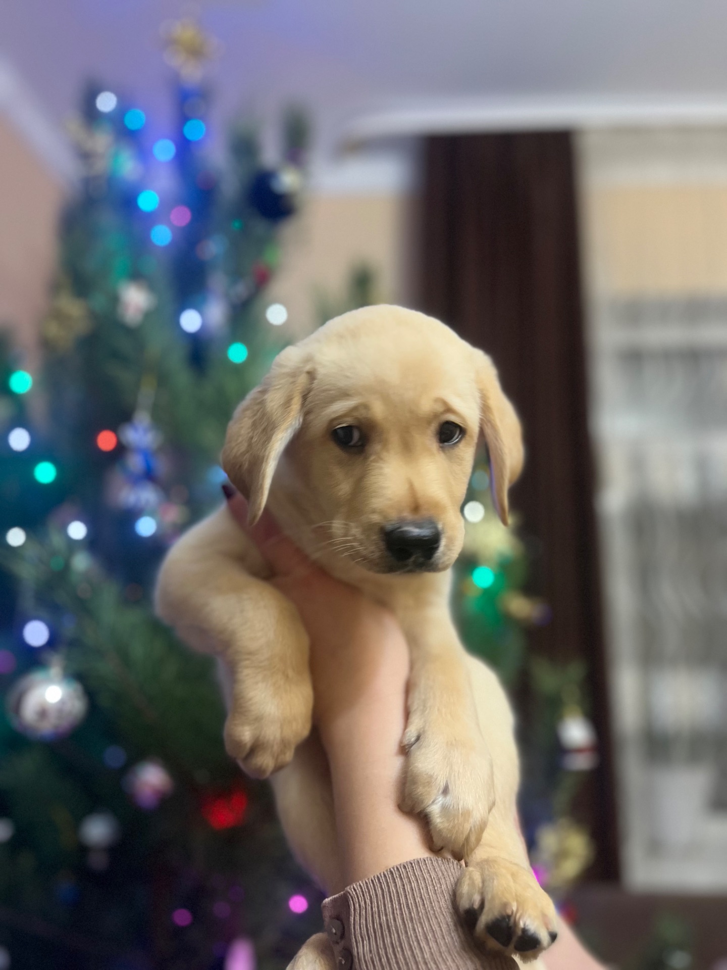 Цуценята Лабрадора Ретвивера