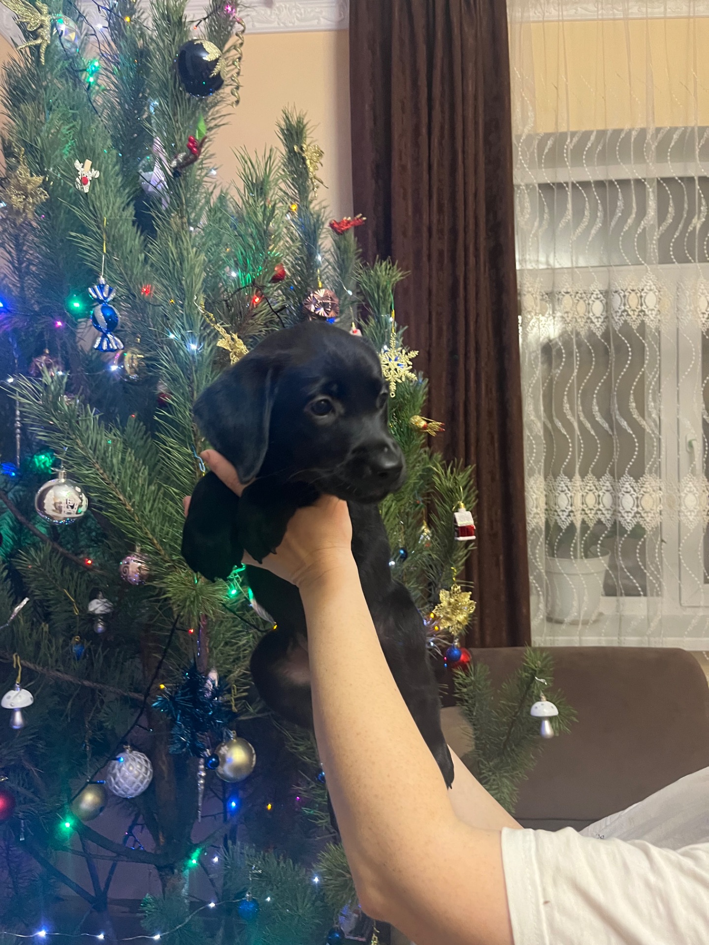 Цуценята Лабрадора Ретвивера