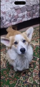 Хлопчик коргі 9м. шукає папу маму