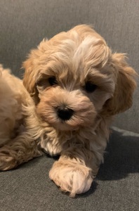 Щенки Мальтипу Ф1