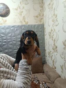 Щенки Таксы