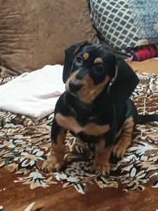 Щенки Таксы