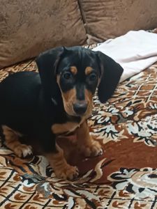 Щенки Таксы