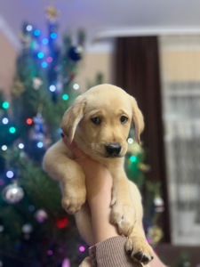 Цуценята Лабрадора Ретвивера