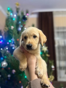 Цуценята Лабрадора Ретвивера