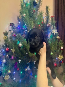 Цуценята Лабрадора Ретвивера