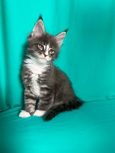 Кошенята Мейн-Кун