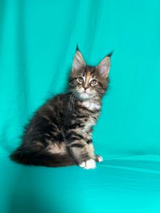 Кошенята Мейн-Кун