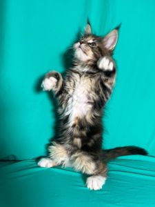 Кошенята Мейн-Кун