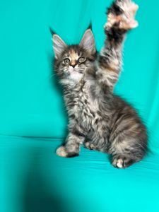 Кошенята Мейн-Кун