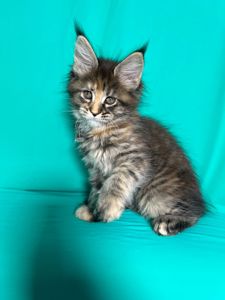 Кошенята Мейн-Кун