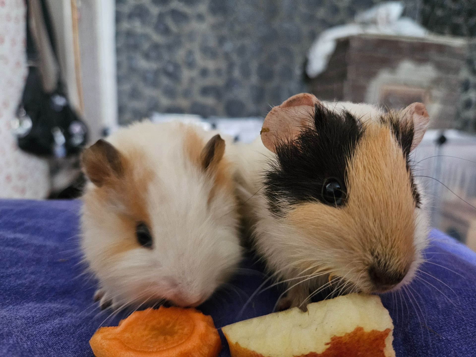 Морская свинка