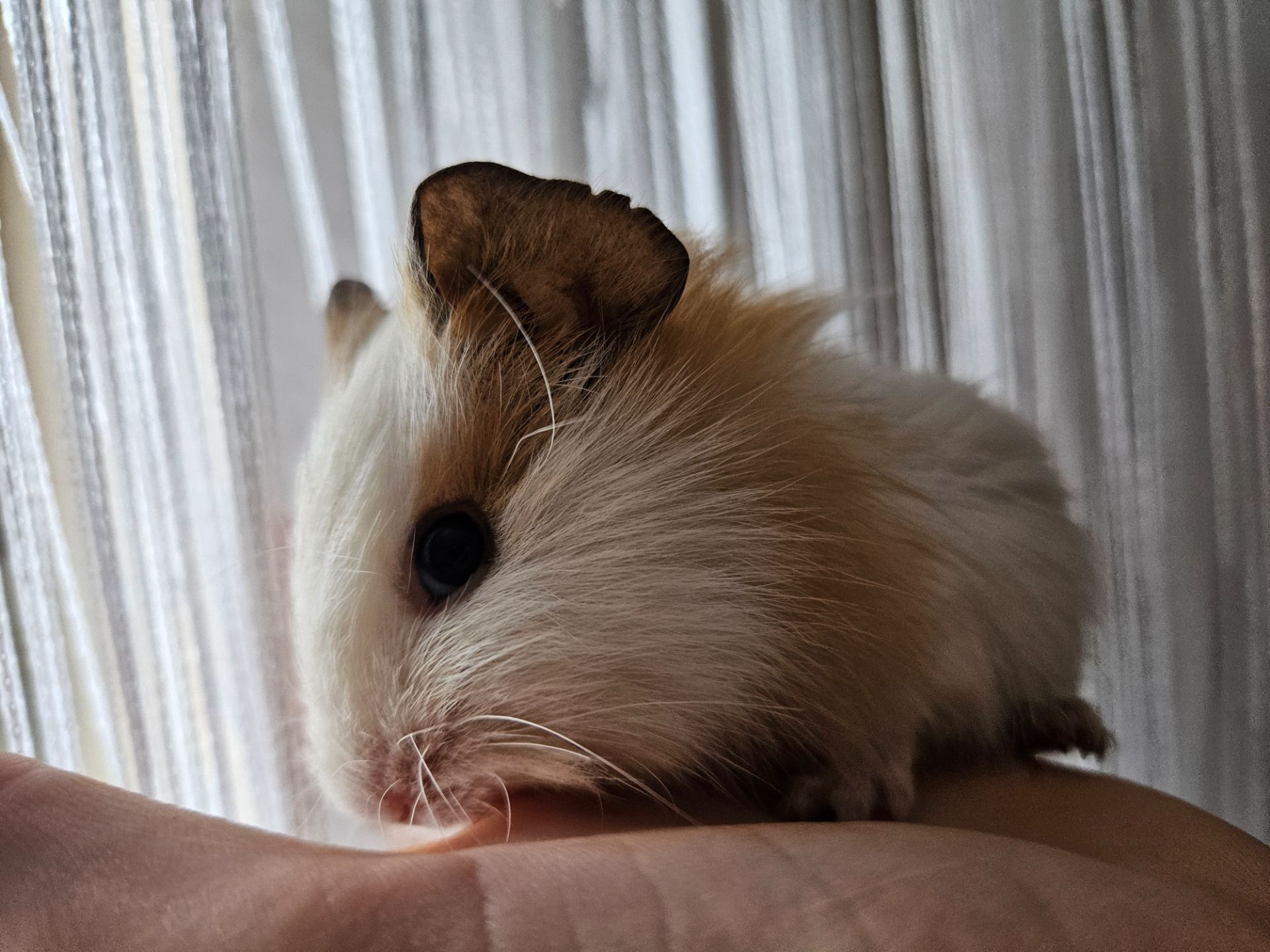 Морская свинка