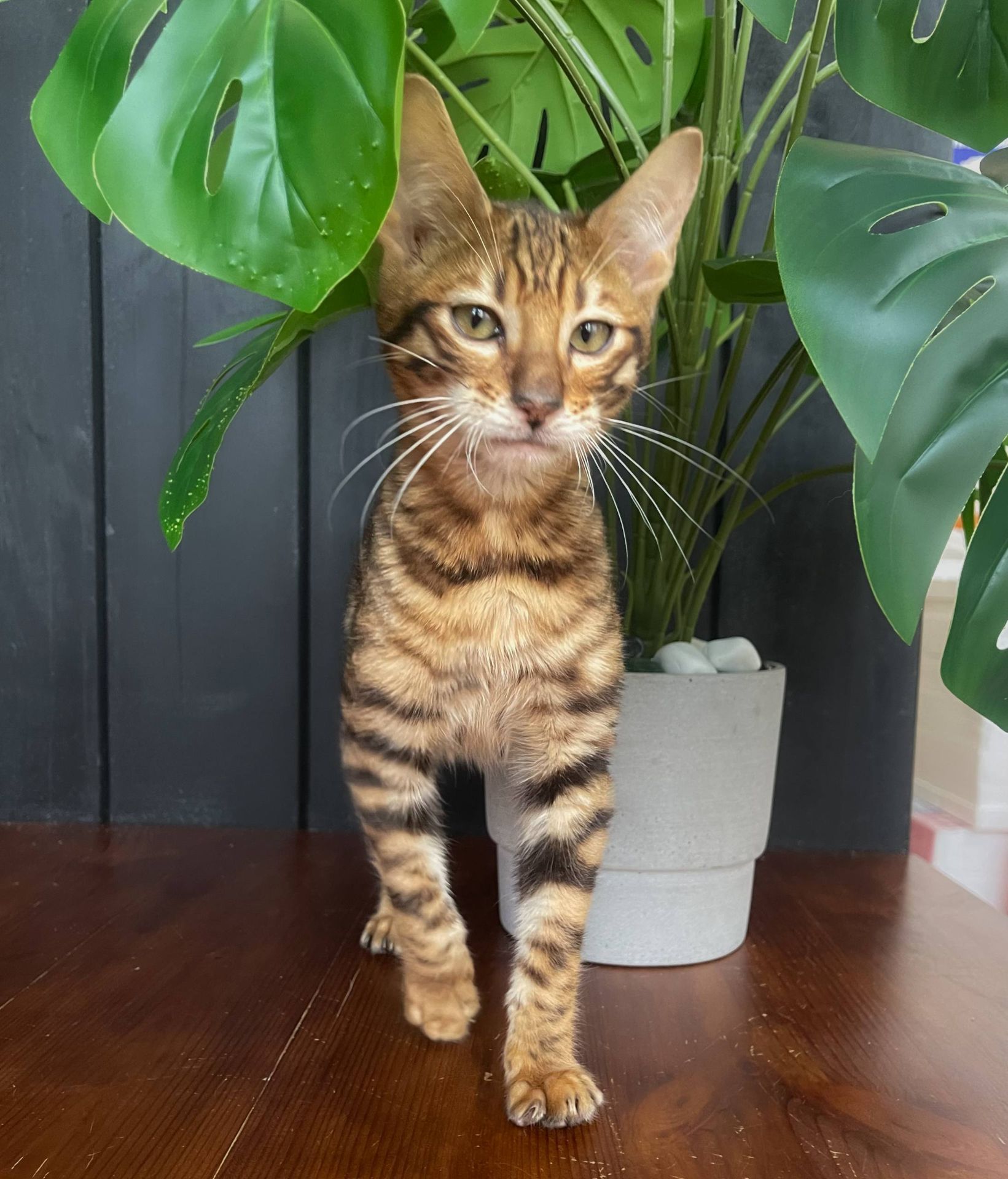 Котик породи Тойгер - Квілон