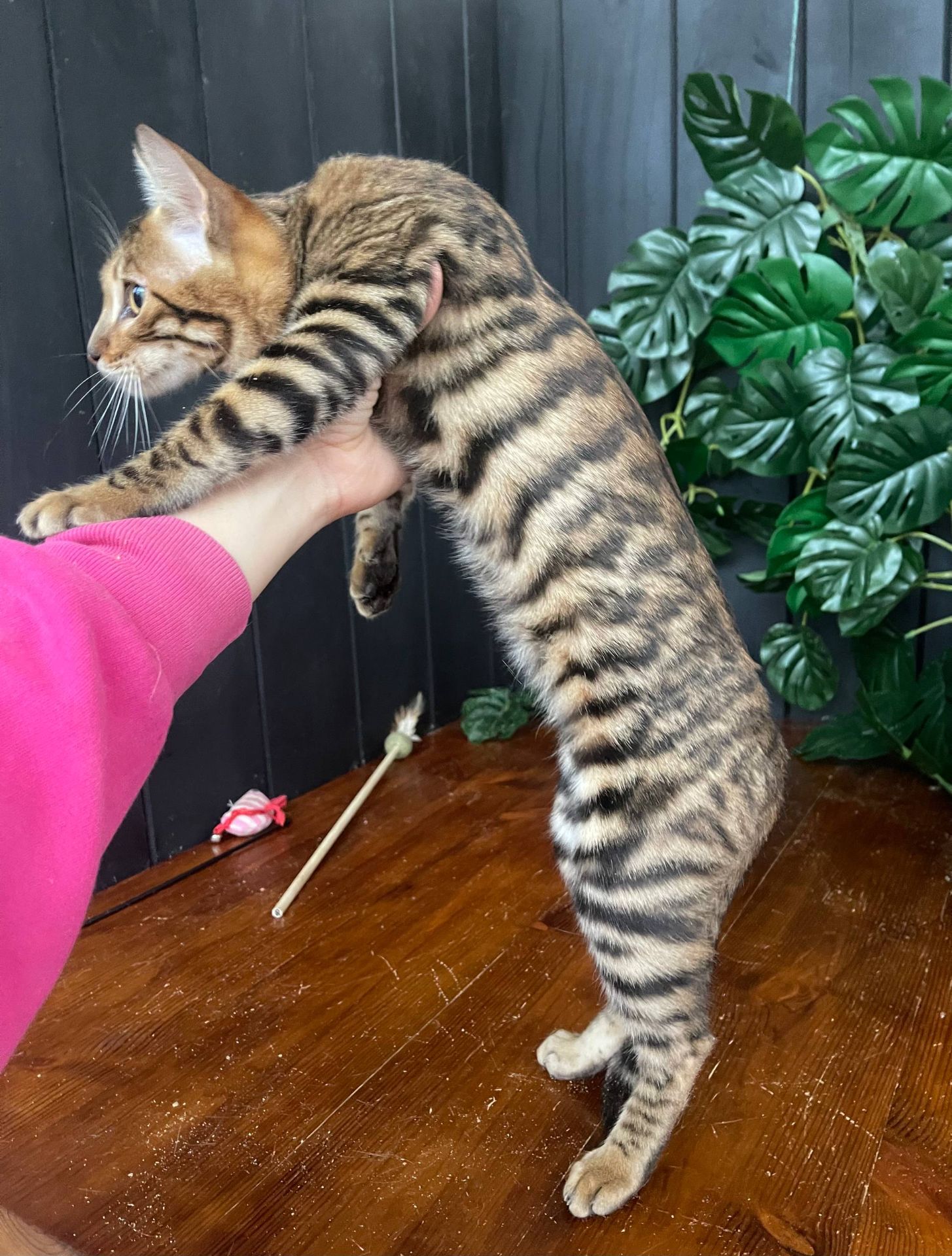 Дівчина породи Тойгер- Інді