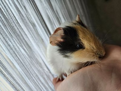 Морская свинка