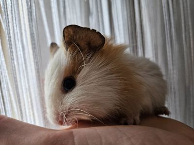 Морская свинка