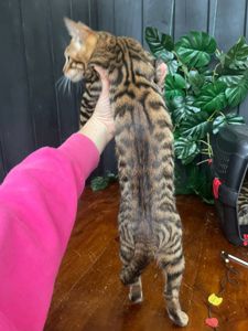 Дівчина породи Тойгер- Інді