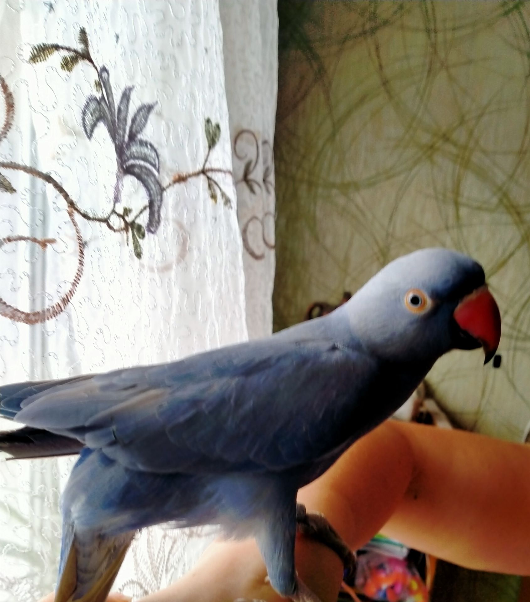 Ожереловый попугай, виолет