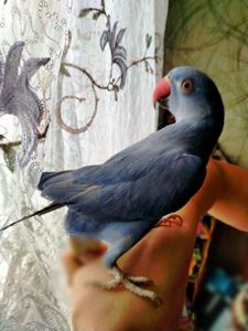 Ожереловый попугай, виолет